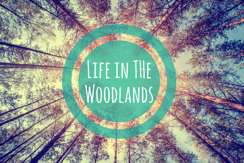 trees, forest - life in the woodlands tx